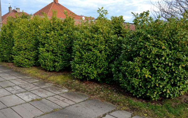 Privacy Shrub Installation in San Luis Obispo