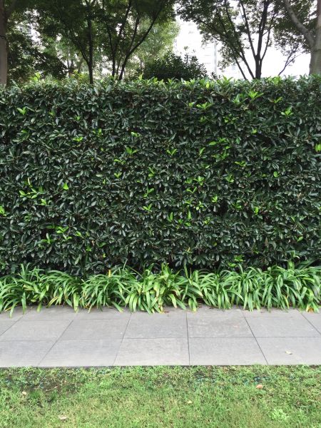 Privacy Shrub Planting in San Luis Obispo