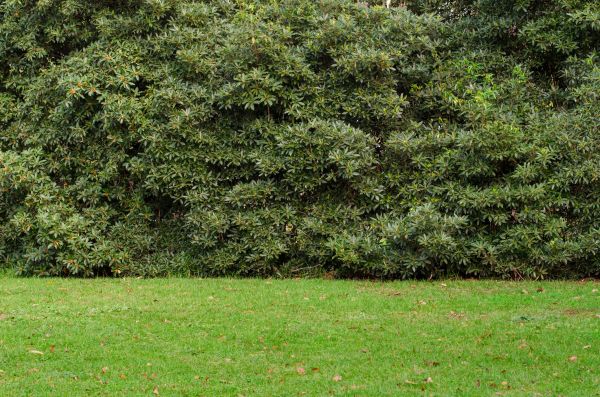 Privacy Hedge Planting in San Luis Obispo