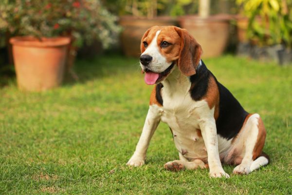 Dog Friendly Landscaping in San Luis Obispo