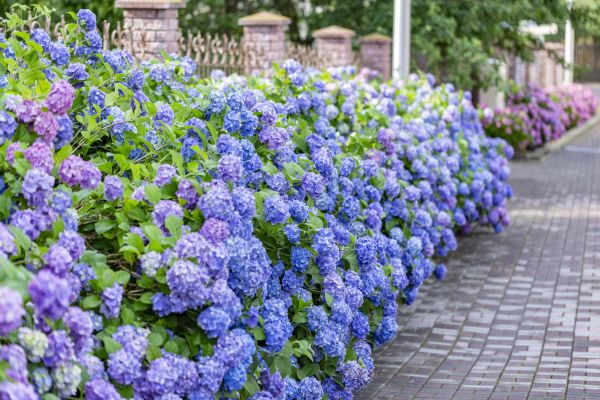 Hydrangea Landscaping in San Luis Obispo