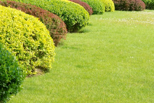 Shrubbery Planting in San Luis Obispo