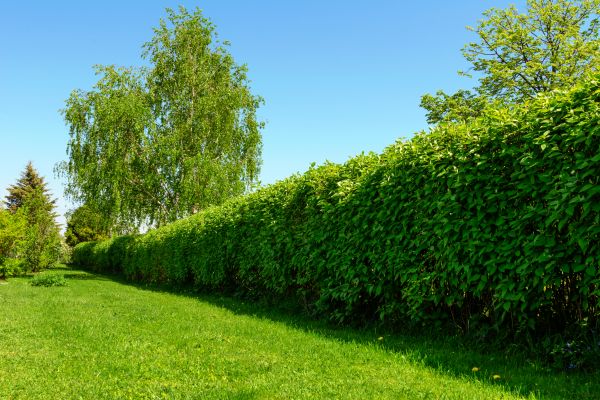 Hedge Replacement in San Luis Obispo