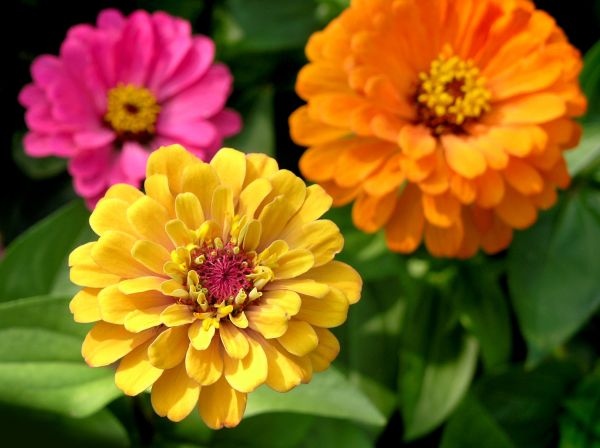 Zinnia Planting in San Luis Obispo