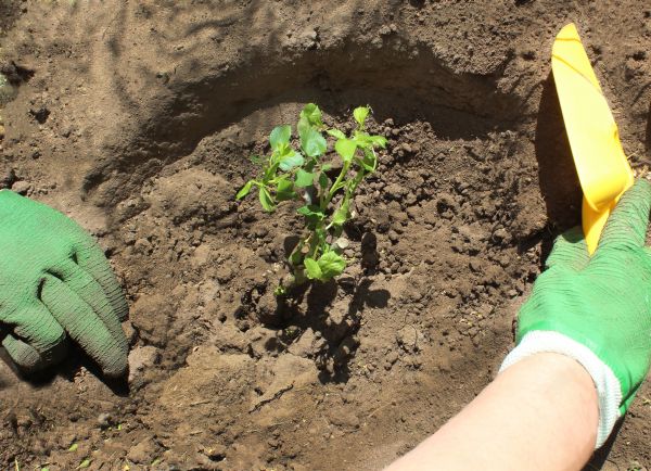 Rose Bush Planting in San Luis Obispo