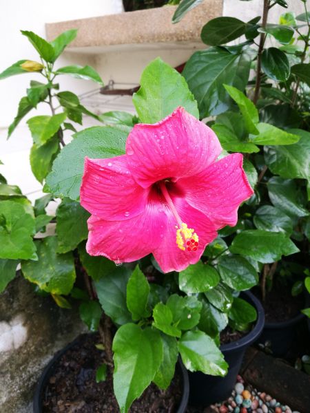 Hibiscus Planting in San Luis Obispo