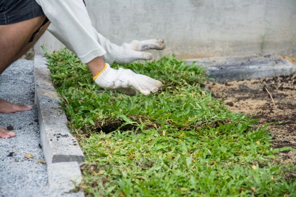 Ground Cover Planting in San Luis Obispo