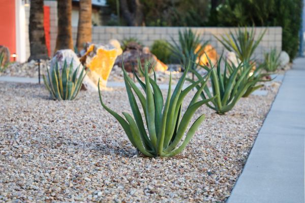 Drought Resistant Landscaping in San Luis Obispo