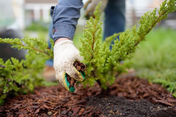 Church Mulching in San Luis Obispo