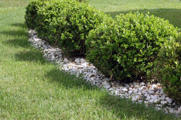 Boxwood Planting in San Luis Obispo