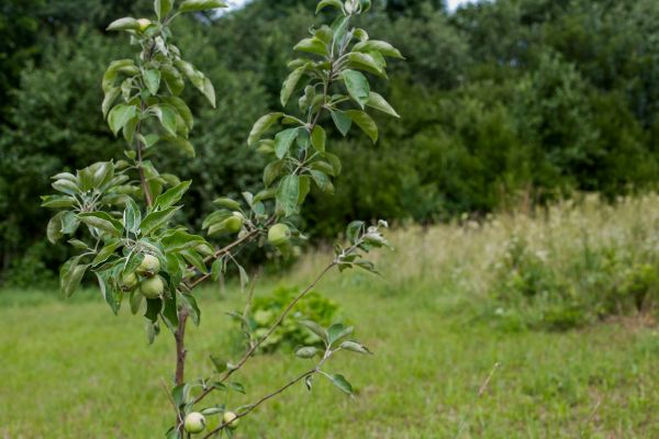 Apple Tree Planting in San Luis Obispo