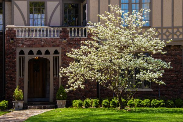 Dogwood Tree Planting in San Luis Obispo