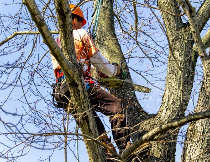 Tree Installation Service detail