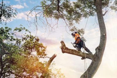 Tree Arborist Service
